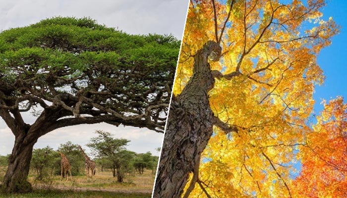 acacia vs maple wood
